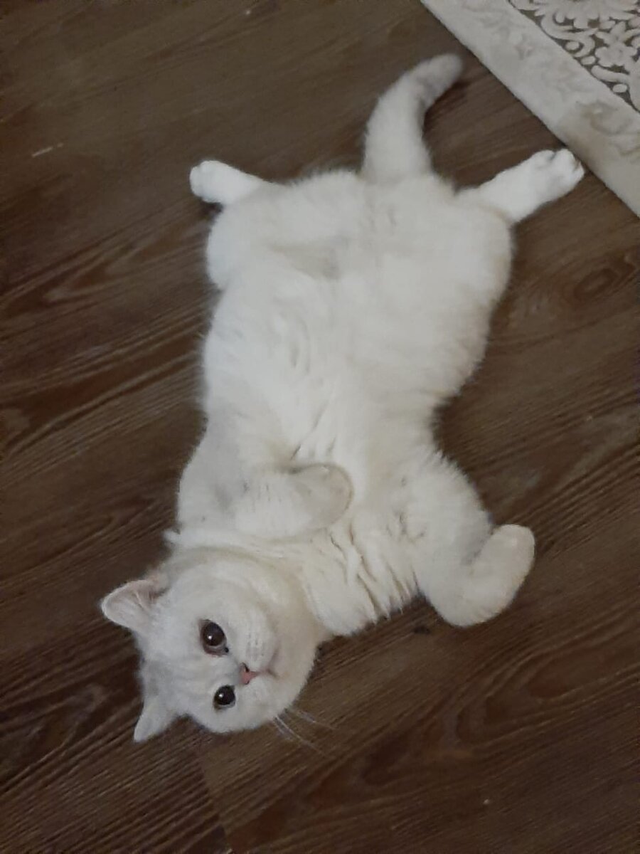 Выпускник питомника Максельпоинт