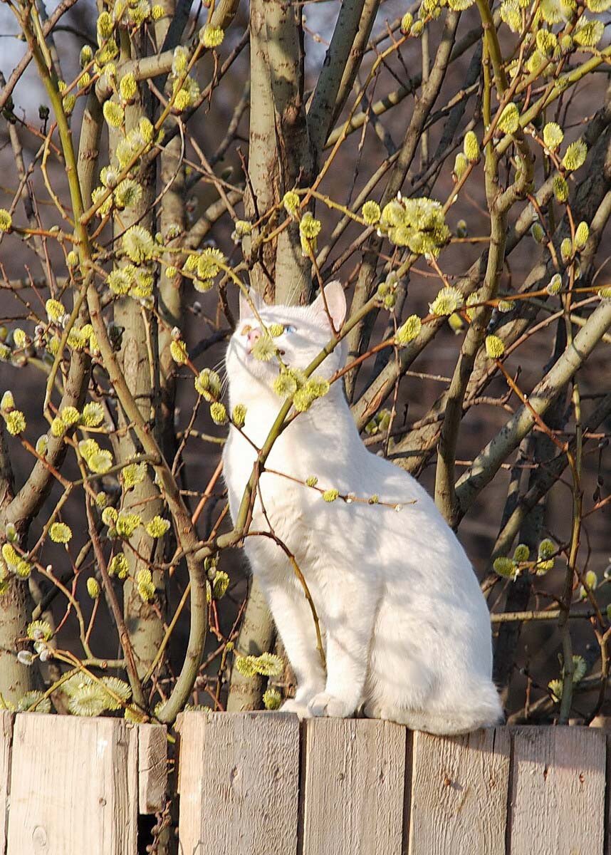 Котики на вербе картинки