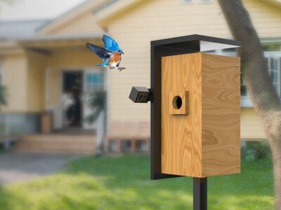    Умный скворечник Birdfy Nest: мечта орнитолога [ВИДЕО]