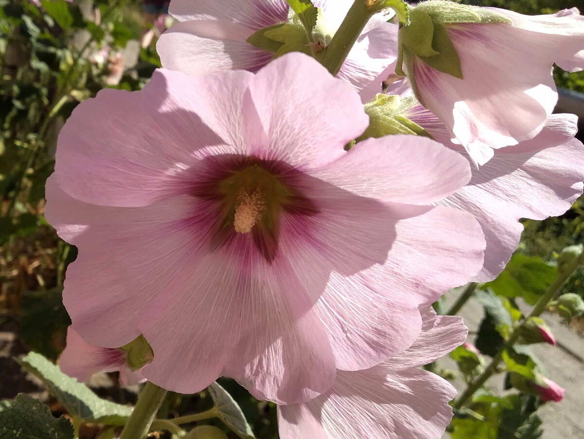 мальва. обожаю мальву. всем добра, пойду, ещё чуть-чуть попишу. 
