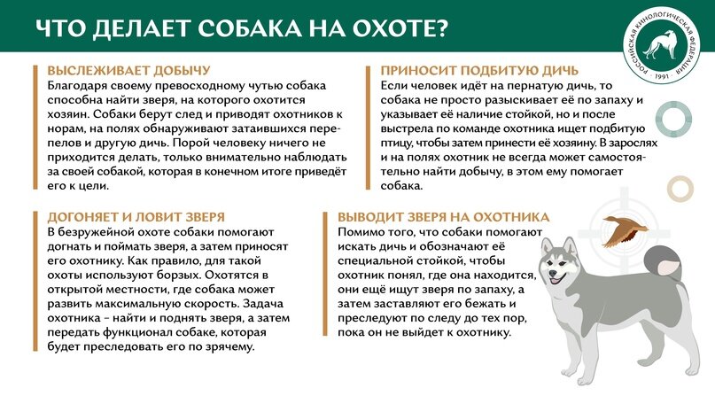 Что делают собаки дома, пока владельцы и члены семьи ушли по делам