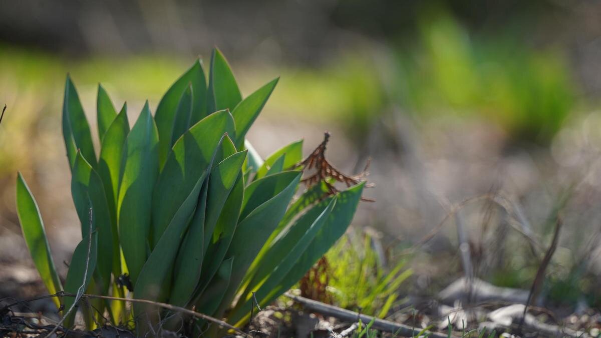   Тюльпаны растут на поле:NUR.KZ/ Владимир Третьяков