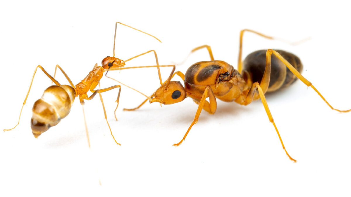 Самцы жёлтых сумасшедших муравьёв имеют два набора ДНК | Восемь красных ...