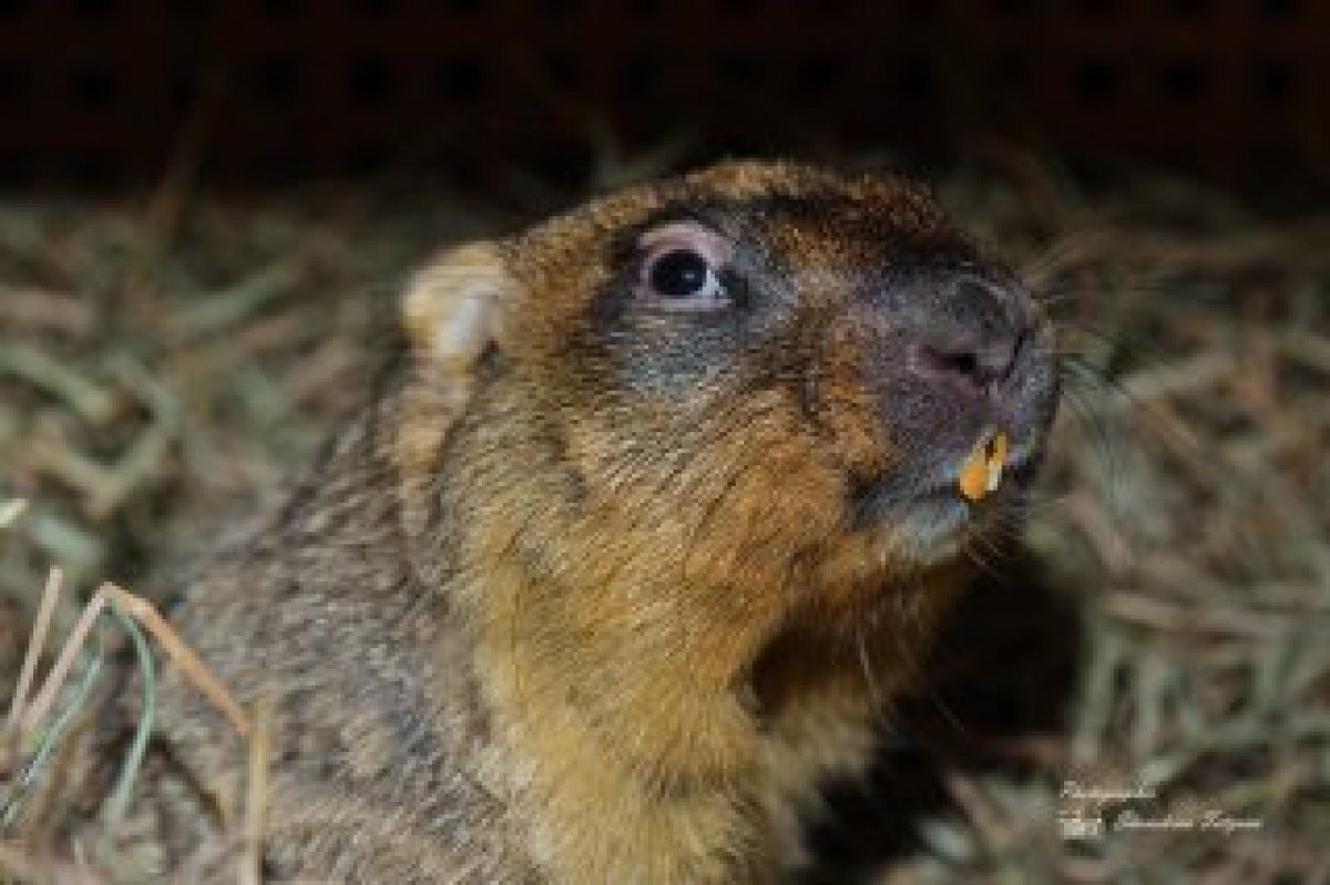    В Совфеде обеспокоены нашествием зараженных чумой сурков