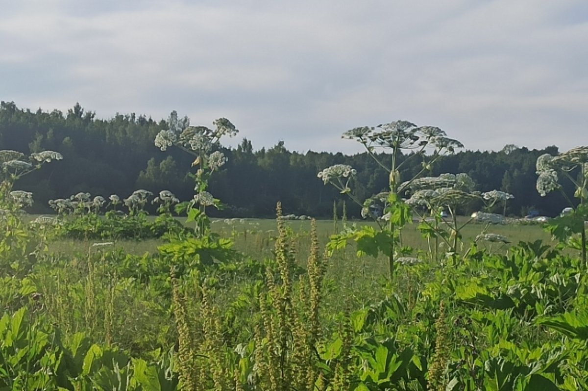    В Пермском крае могут поднять штраф за неубранный борщевик до 1 млн руб.