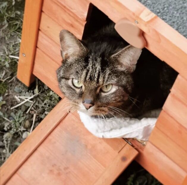 Тигр в своем домике под окном у девушки. Источник фото: https://welovecatsandkittens.com/cat-videos/angry-stray-cat-comes-to-womans-window-every-day/