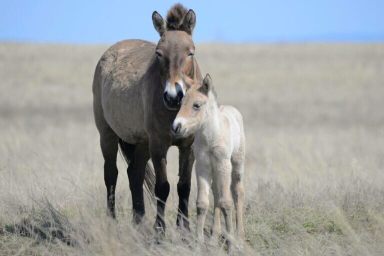    В заповеднике «Предуральская степь» в этом году родился первый жеребенок Марина Шарт