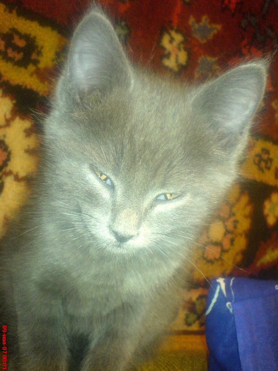 Мелисс. Фото из архива Нины.