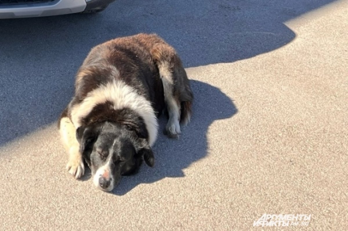    В Перми оправдана чиновница, которой грозил срок за гибель женщины от собак