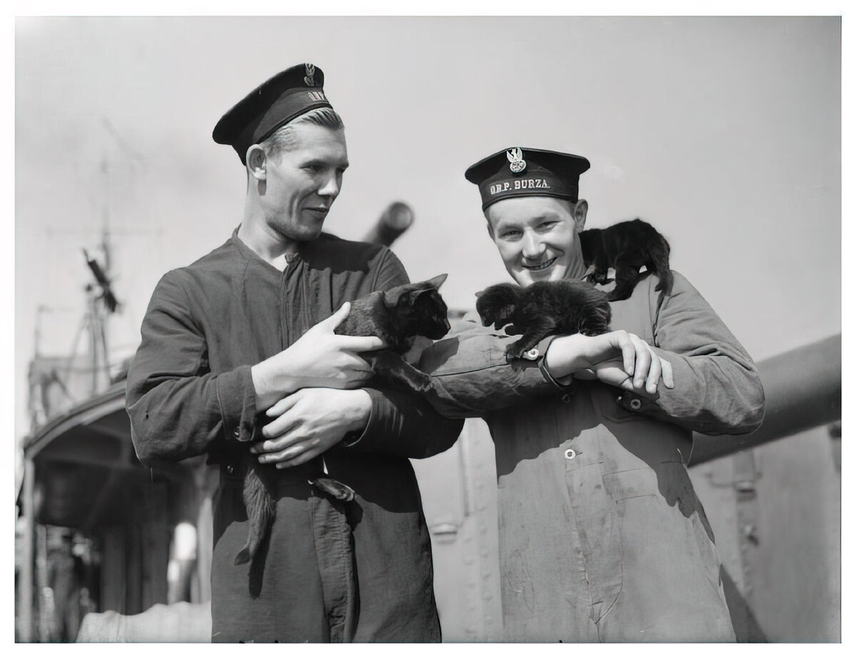 Кошки в Великой Отечественной войне