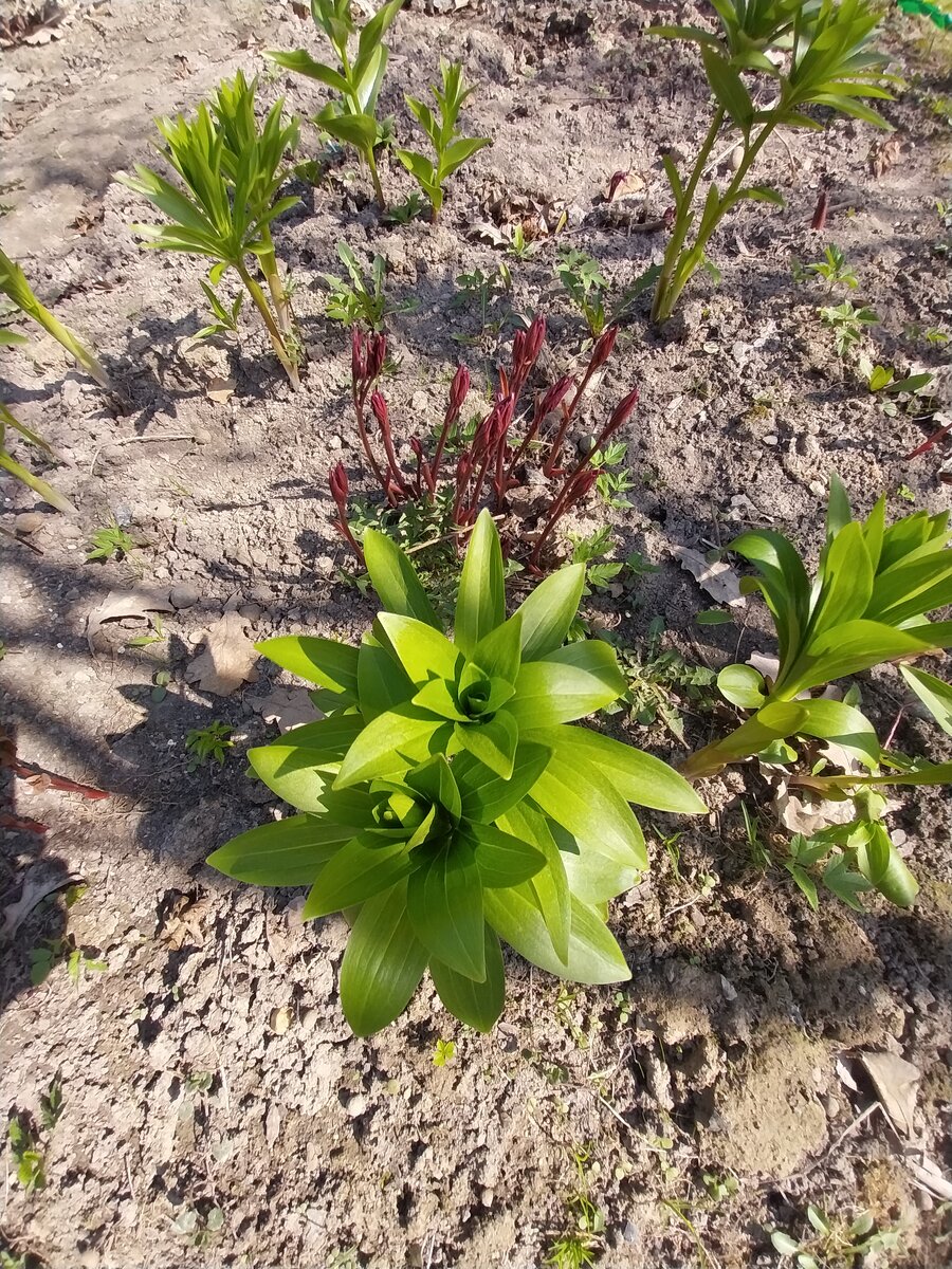 Мои молодые мартагоны