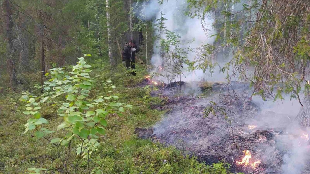 Пожары в тюменской области за последние сутки лесные карта