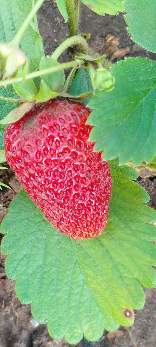 Фото автора прошлого года.