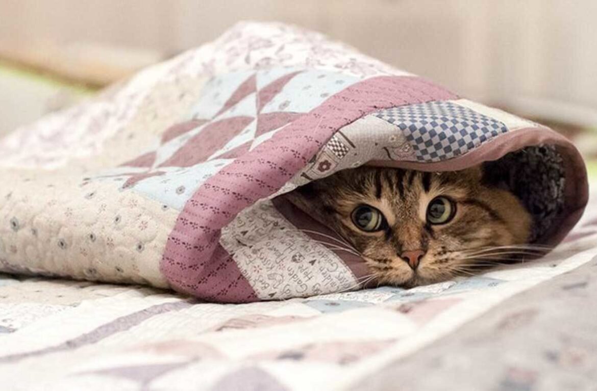Яндекс Картинки