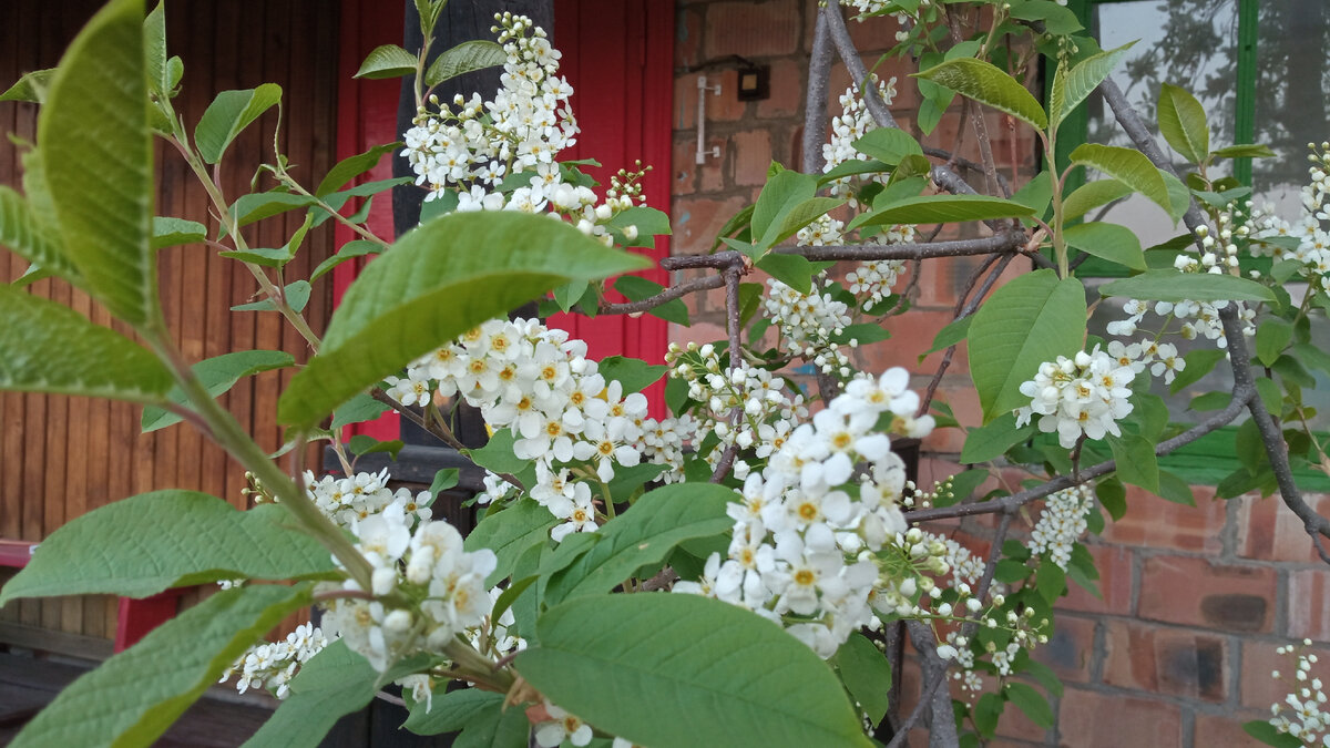 Черёмуха у дома пока не зацвела - холодно.