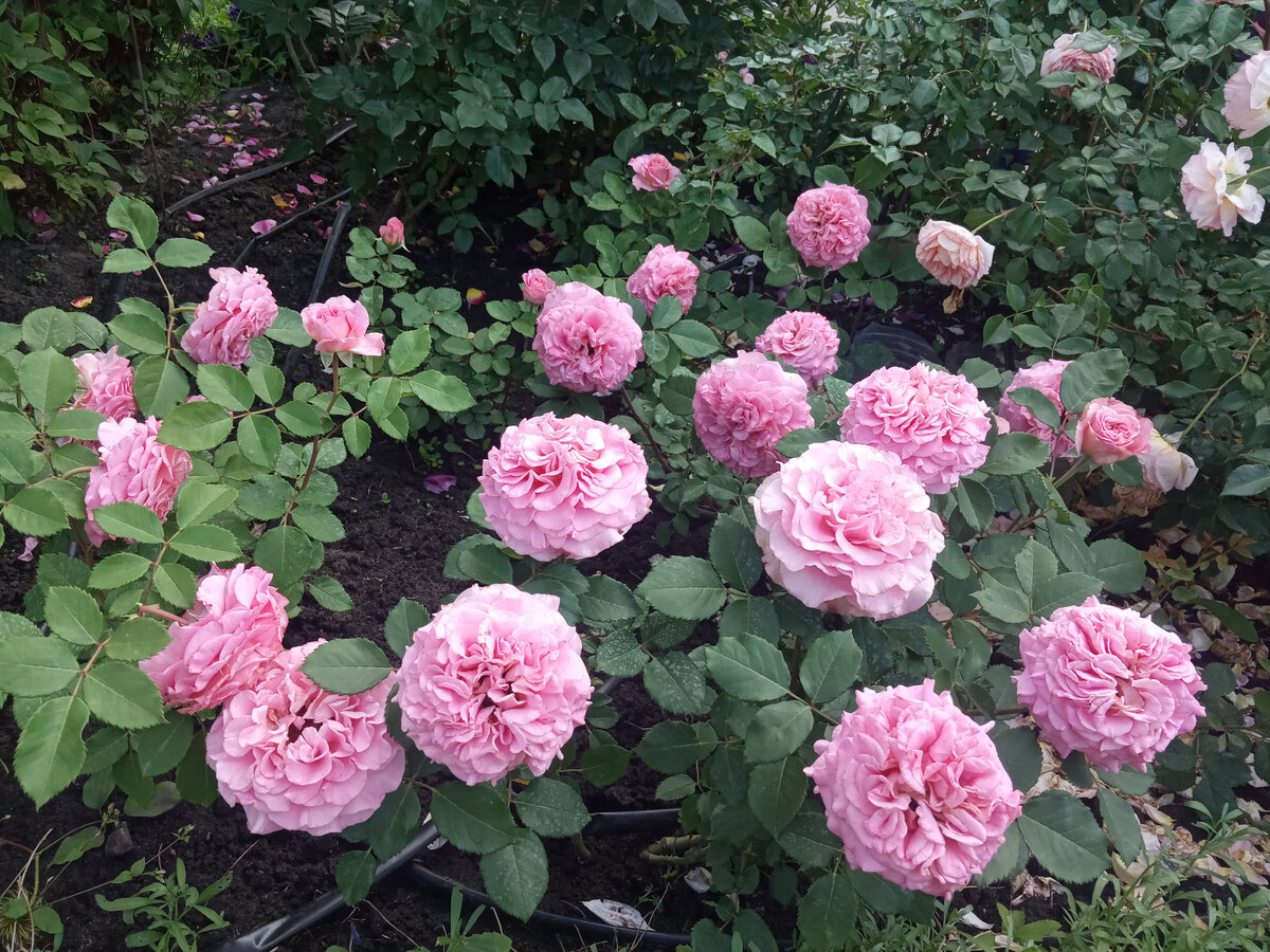 роза Эшли 2022