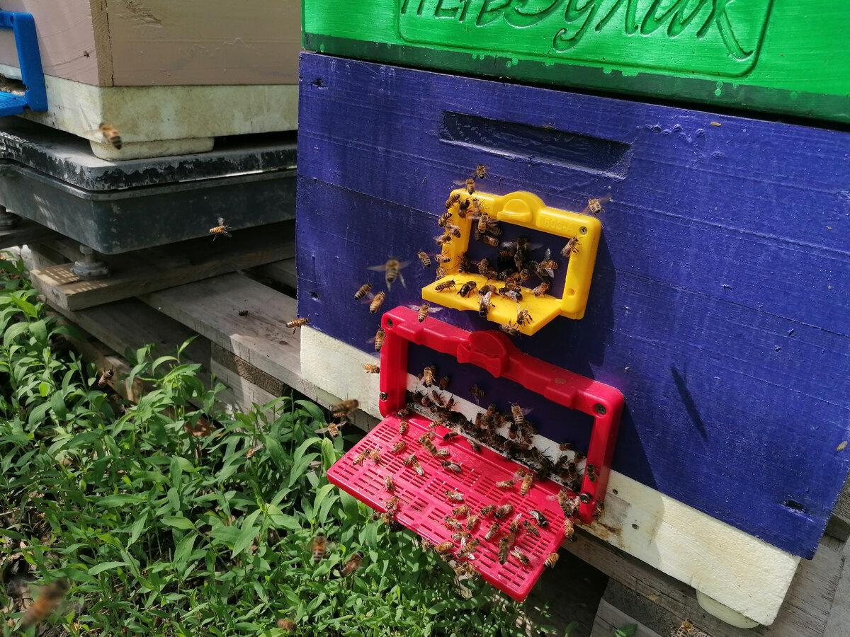 На пасеке. Астрахань, 2023 г.