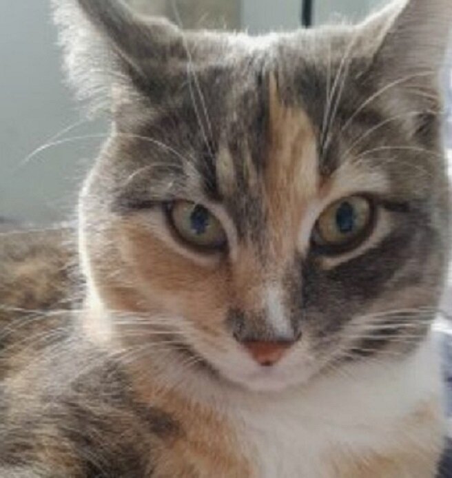 Спасенная кошка. Источник фото: https://www.lifewithcats.tv/category/news/page/23/