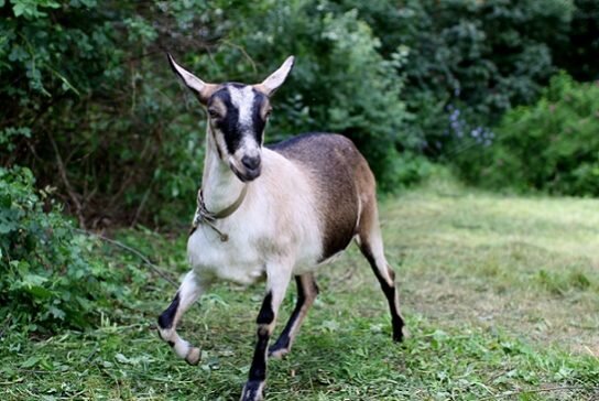 Источник: https://www.google.com/url?sa=i&url=https%3A%2F%2Fecoportal.info%2Falpijskie-kozy%2F&psig=AOvVaw3snB9M6eS2py0aF6zKRmRR&ust=1683558108173000&source=images&cd=vfe&ved=0CBUQ3YkBahcKEwjwm63lweP-AhUAAAAAHQAAAAAQEw