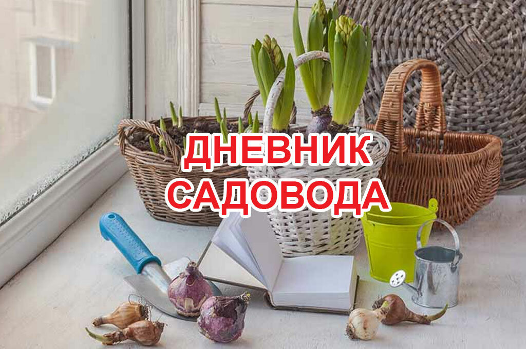 огород сад дневники