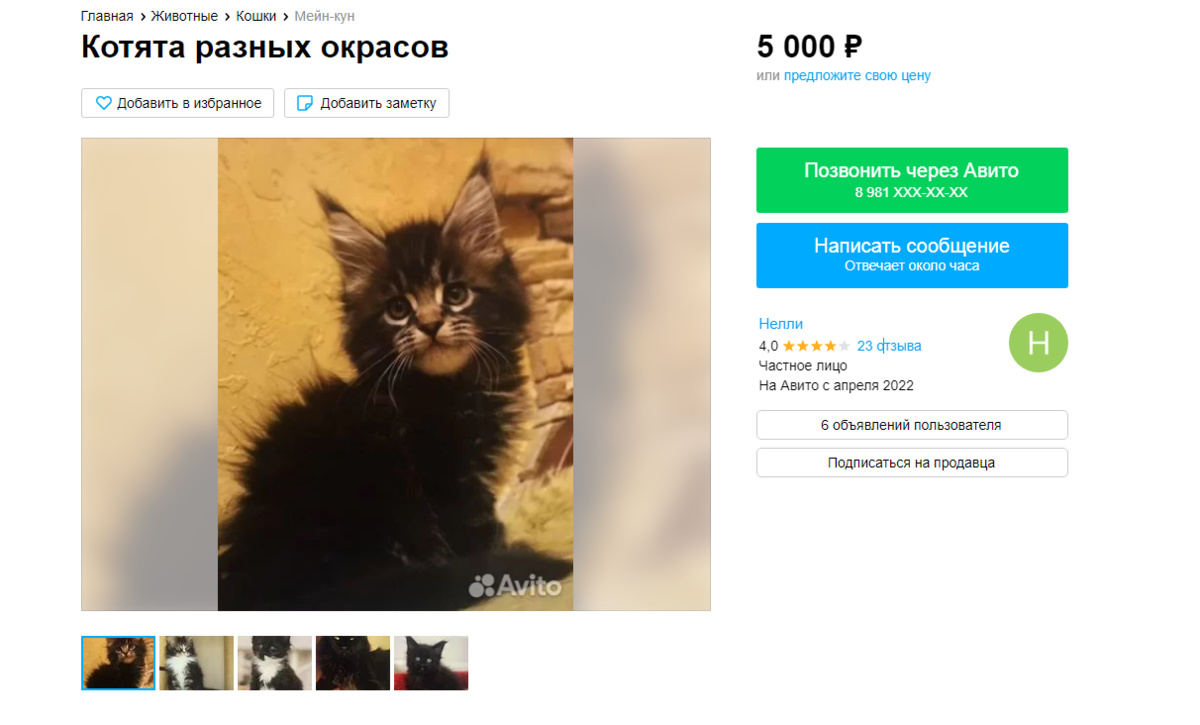 характер кошек мейн кун. характеристика мейн кунов плюсы и минусы. характеристика мейн куна кота. характеристика мейн кунов плюсы и минусы. характеристика мейн кунов плюсы и минусы.