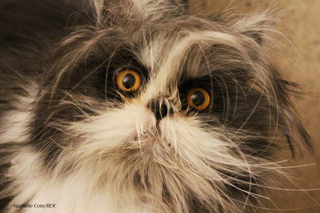 Кот густ. Кот густ. Дворовый кот. Кошки экзоты короткошерстные. Кот оборотень.