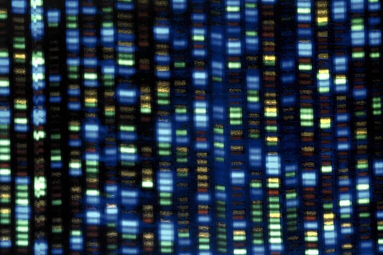    Так выглядят результаты работы автоматизированного секвенсора ДНК / ©NHGRI