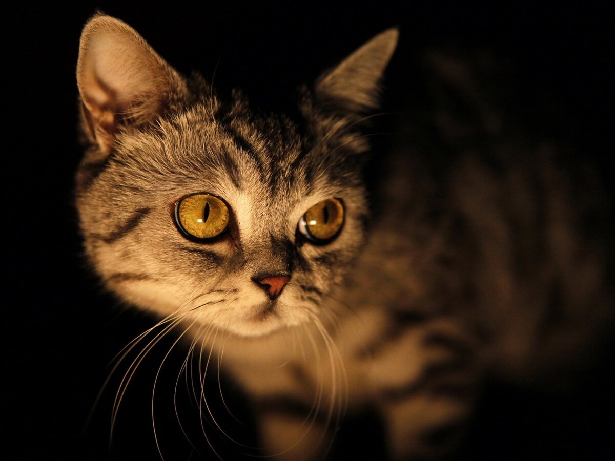 Фото из Интернета. 