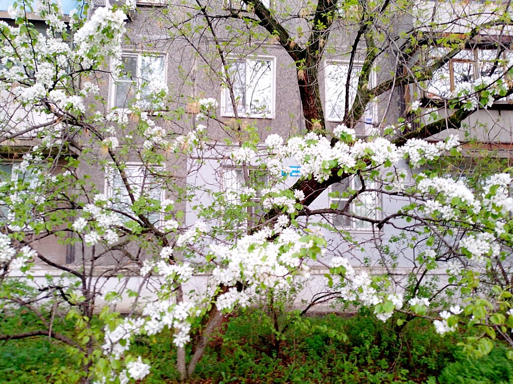 Фото букет из присланных вами мне фотографий цветов!!!