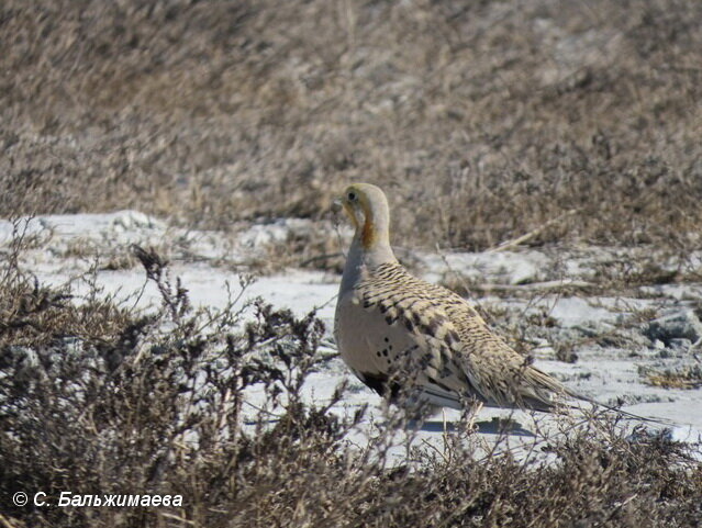 Начало полевого сезона | Даурский заповедник | Дзен