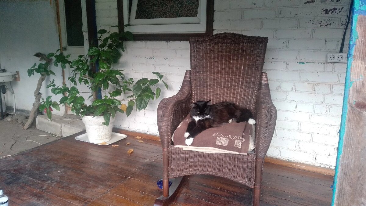 Кошь в деревне . ну красота же!)