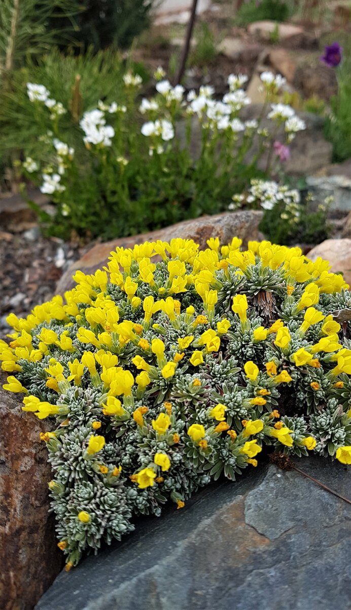 Вторая половина мая. Скоро лето.На горке виталиана уже заканчивает цветение.


