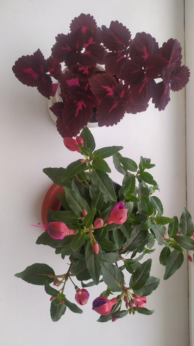 Мои