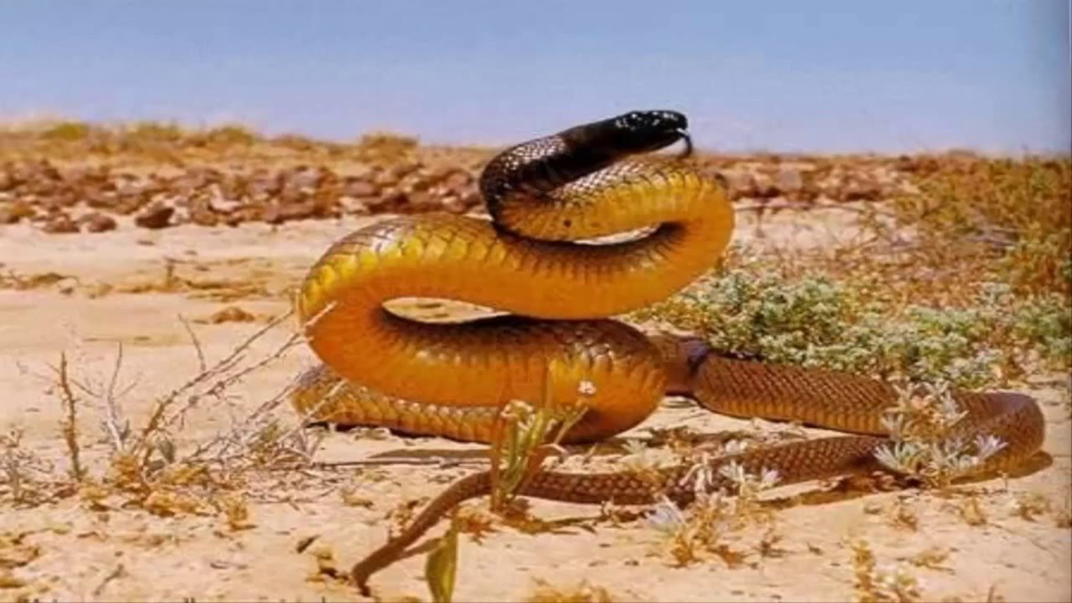 Тайпан Маккоя змея. Тайпан Маккоя в Австралии. Змея Тайпан самая ядовитая змея в мире. Ядовитые змеи Австралии.
