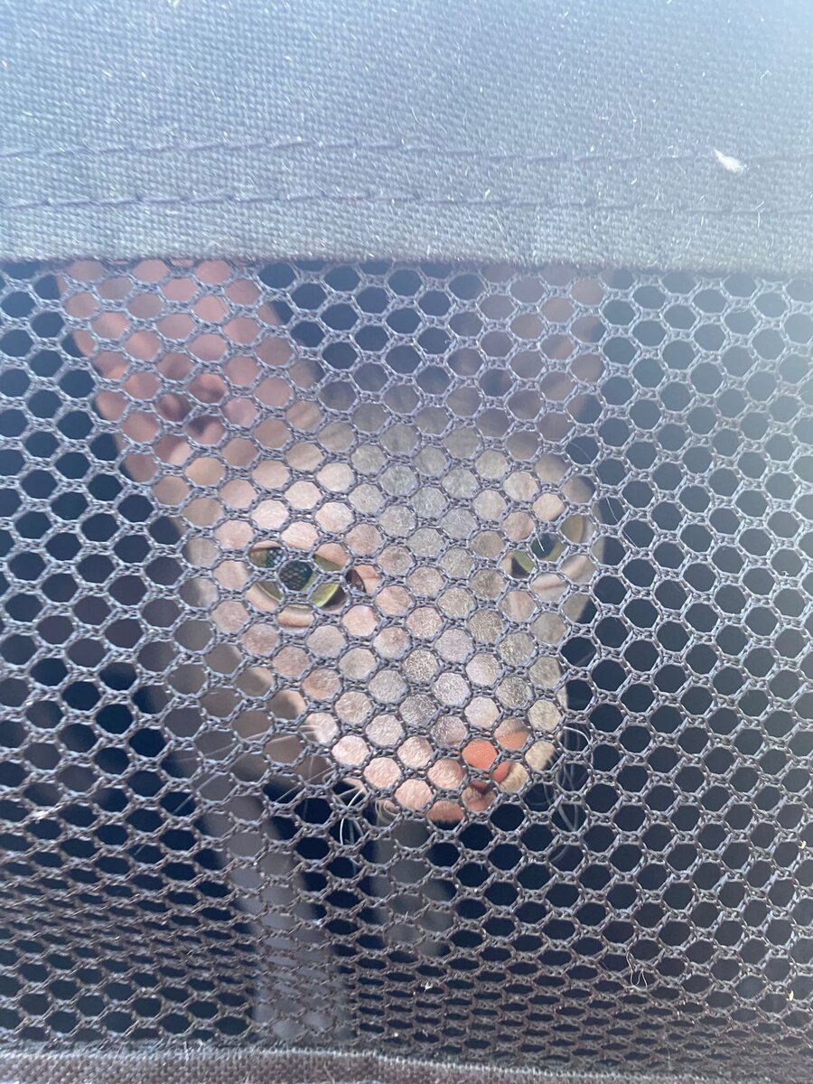 Несите, несите меня