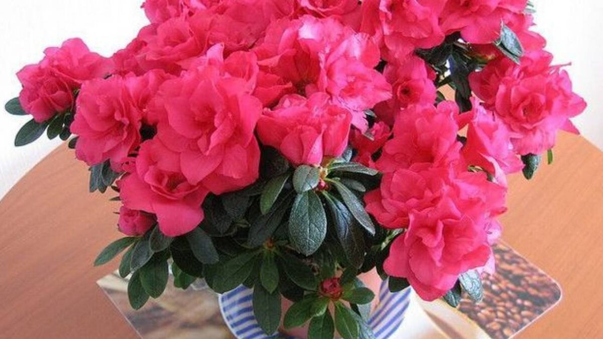 выращивание азалии