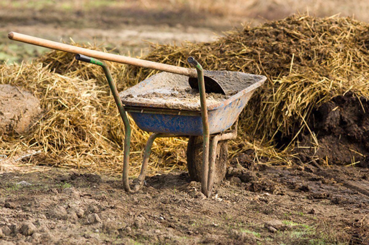   В навозе много нитратного азота, и он хорош для многих культур.