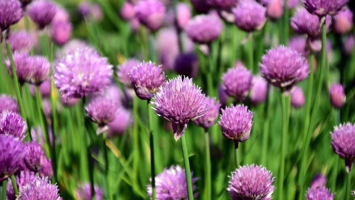    Шнитт-лук цветет сиреневыми шарообразными соцветиями:Pixabay