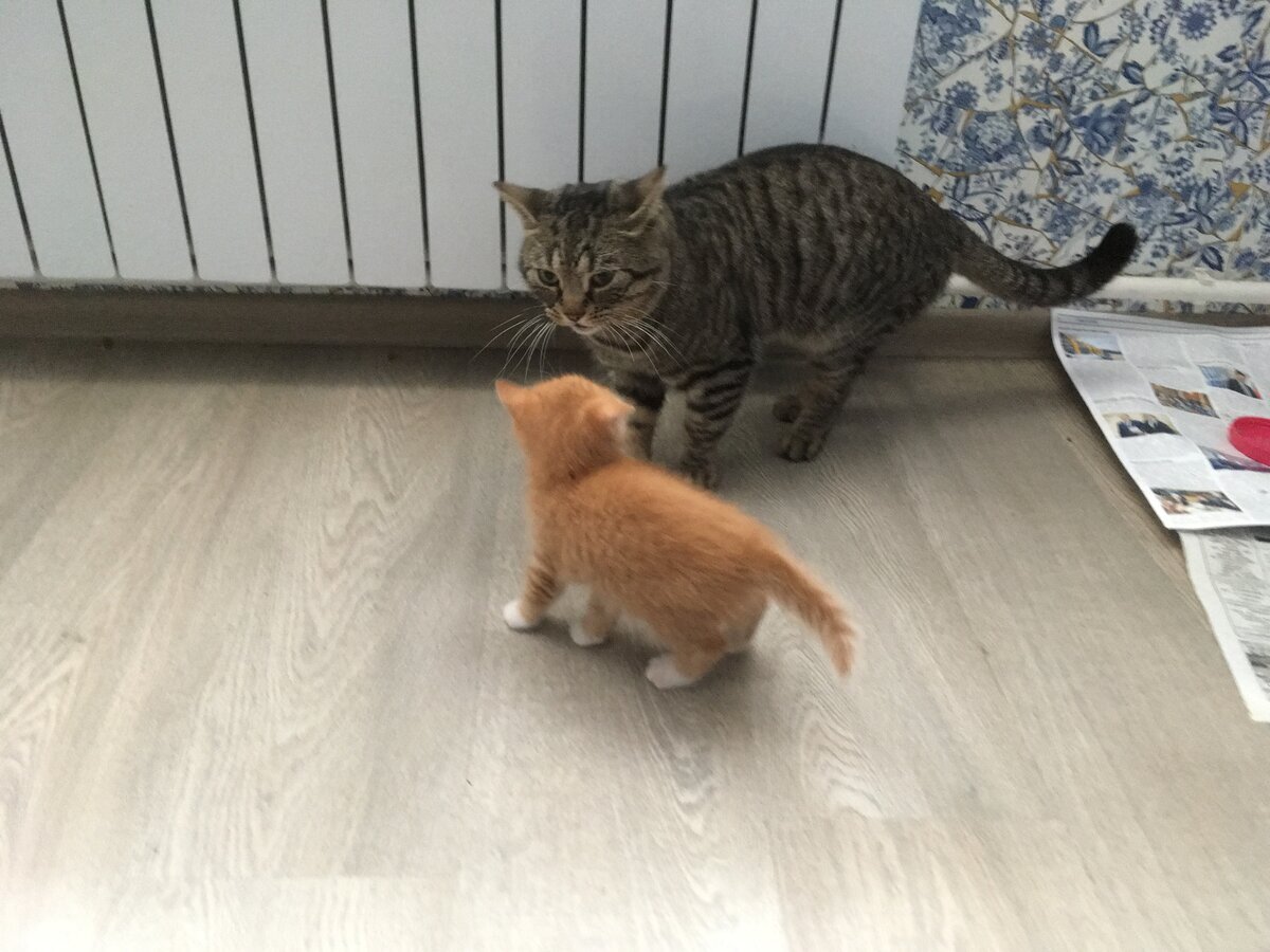 Маркиз и маленький Семка в начале общения.