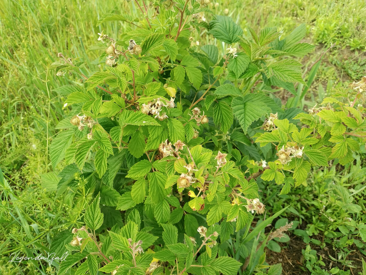 Малина, которая Трауса, вся в цвету стоит