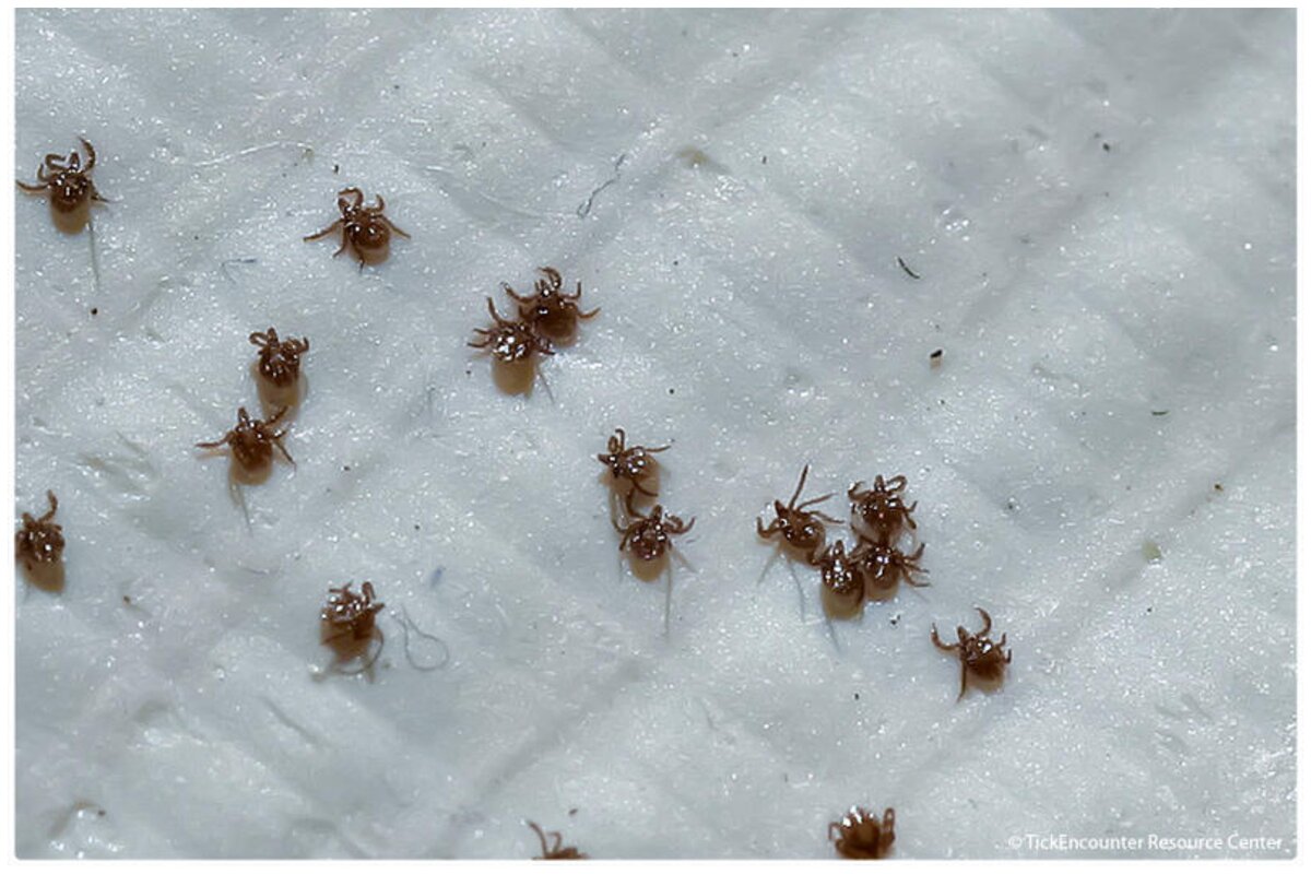 погибают ли клещи на морозе