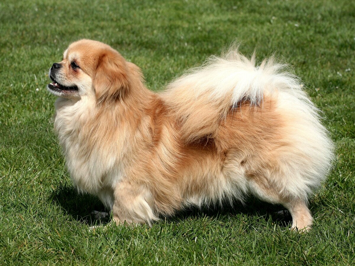 Взрослая особь 