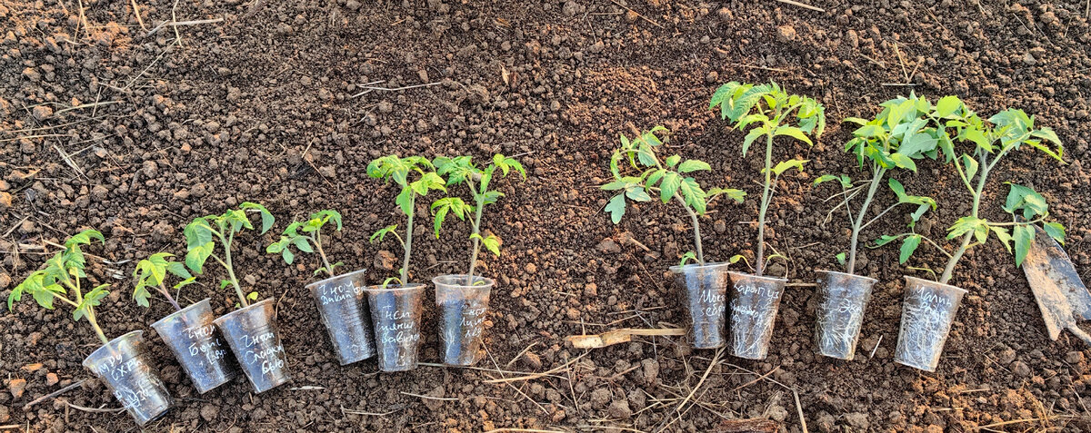 рассада посеянная 11 апреля 2023г - слева 6 стаканов с гномами, справа 4 стакана с отечественными сортами, напоминающими гномов по габаритам и общей идее. Фото от 26 мая 2023г