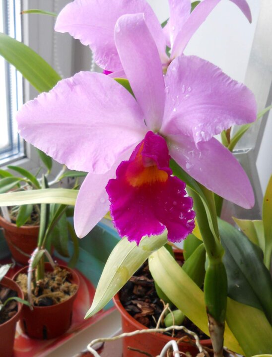 Каттлеи как много желающих их приобрести и как мало тех у кого они цветут регулярно(или не цветут вообще)и У ВСЕХ ОДИН И ТОТ ЖЕ ВОПРОС КАК?И ПОЧЕМУ у тебя цветут, а у меня не фига не хотят. Вопросы, вопросы…я задолбался давать по сто раз один и тот ж совет, что каттлеям с их огромными цветами нужно хорошо и регулярно кушать. Вот о чем вы сейчас подумали, опять хрень нести будет про удобрения? А вот и не угадали речь пойдет о корнях, имея хорошую корневую систему, каттлея сама корм найдет  самое главное обеспечить условия для ростакорней. Я ВЫДЕЛЮ ИМЕННО КОРНЕЙ, а не той хрени что вырастает, когда вместо продуманного на годы субстрата кладут всякую новомодную гадость. Не  опять не угадали я не буду за кору и пробку пропагандировать я скажу почему у меня цветут при минимуме комфорта 1 я не варю кору только зашпариваю, вареная кора живет не долго
2 взрослым катькам не даю удобрений вообще не даю
3пересаживаю очень редко субстрат подбираю так, чтобы было внизу и центре относительно  сухо.
4 освещает мою коллекцию светодиодное солнце.
И мало кто задумывался насыпая новый субстрат для орхидеи, будь то кора, орхиата, пробка, известняк, или гранитный щебень. А чего же я кладу, и зачем, почему именно это?
90%так называемых орхидееводов кладут орхиату на мой вопрос почему именно ее, так знаете глянут с высока мол я все знаю щас и этого профана научу. Далее железные доводы, все так делают продавец насоветовал или сосед у которого сотня орхидей то что орхидей 30000 тысяч видов и каждая предпочитает свое многие растут на пробковых дубах, многие Лелии на известковых скалах башмачки и многие целогины растут в субстрате     из торфа, листовой земли с примесью известковой крошки. И каждая видовая каттлея требует субстрат свой собственный Ну щас тапками забросают, мол я да у меня все цветет в одной орхиате. Я и не спорю, у меня много друзей кто имеет сотню и более, орхидей в коллекции, и коллекции по десять и более лет и все на орхиате.
Так то профи на орхидеях не одну собаку съели                                                                                                                                                                                                                                                                                                                                                                                                                                                                                Ну а тем кто купил сотню миксов УЧИТЬСЯ, УЧИТЬСЯ И ЕЩЕ РАЗ УЧИТСЯ как завещал картавый вождь мирового пролетариата          