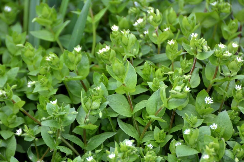    Мокрица, или звездчатка средняя — сорняк, от которого почти невозможно избавиться