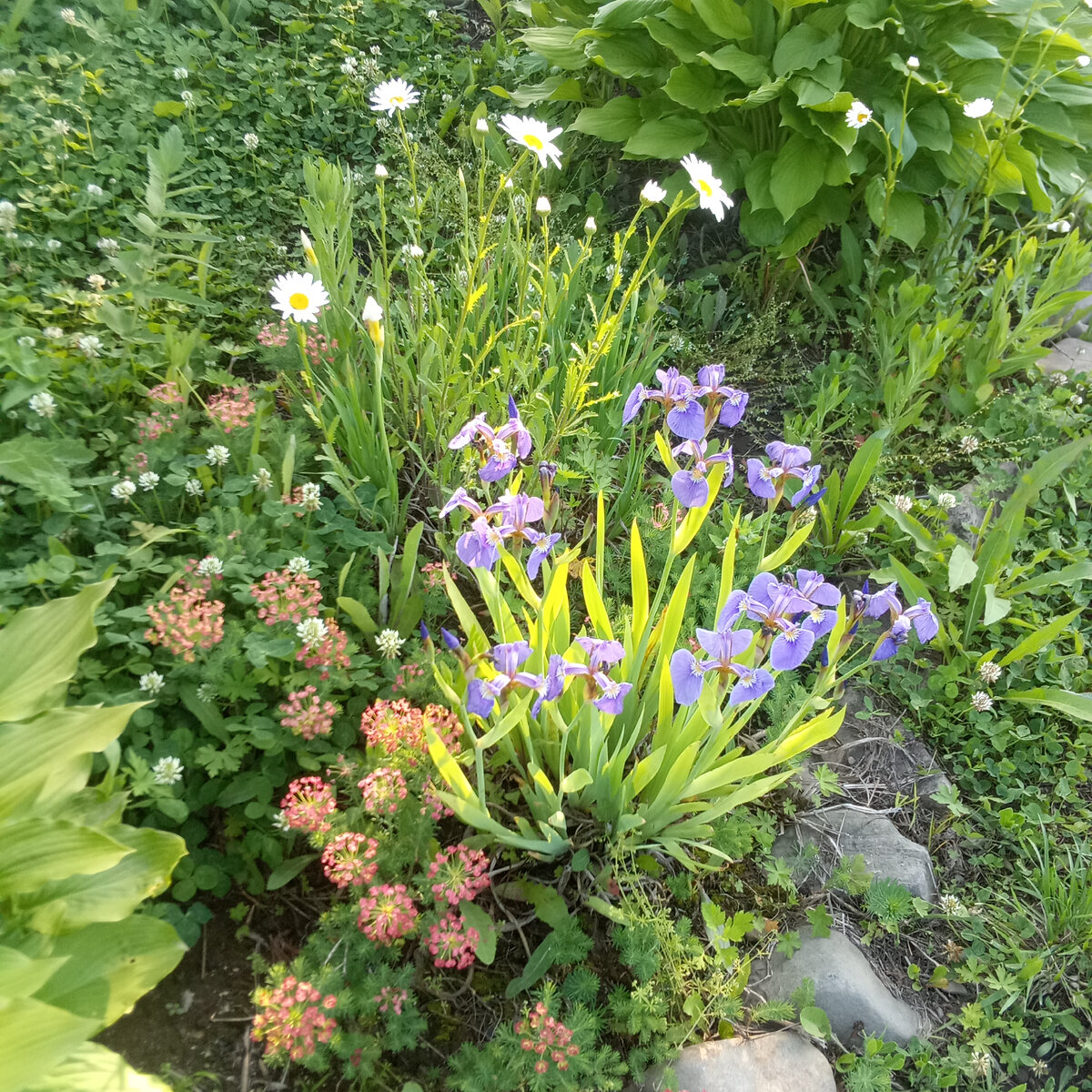 У меня в садочке...