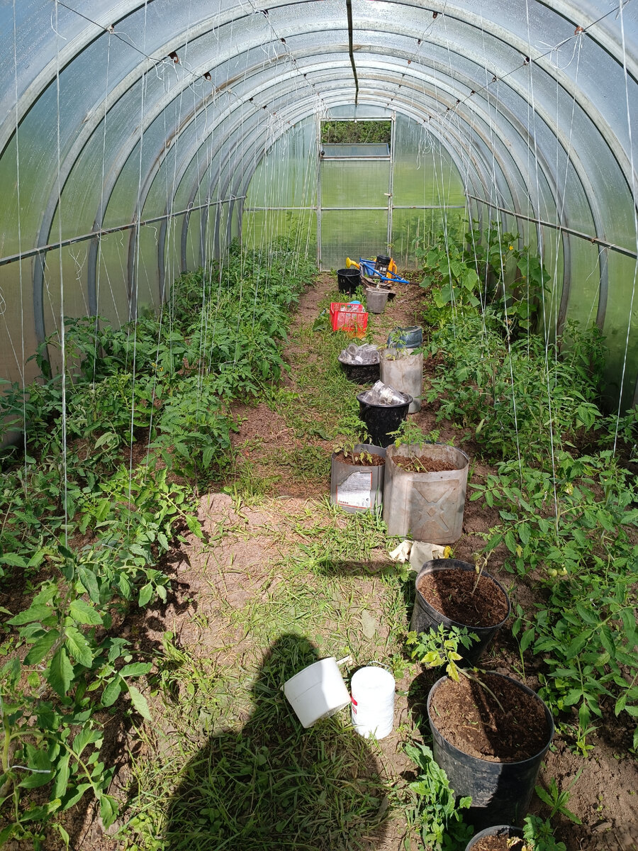 Моя теплица в прошлом году