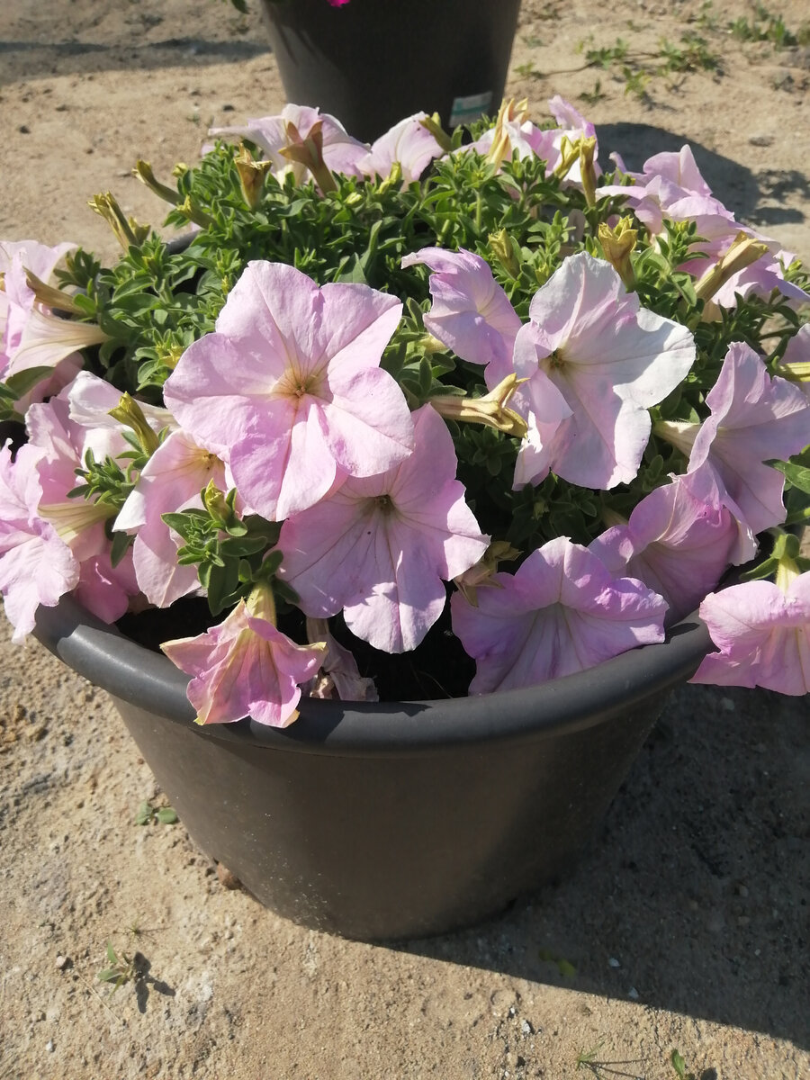 Петуния посажена в строительное ведро объёмом 20 литров, на дне сделаны дренажные отверстия. 