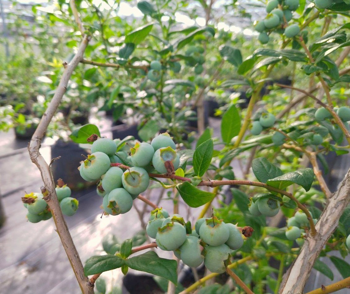 Голубика в начале лета. 