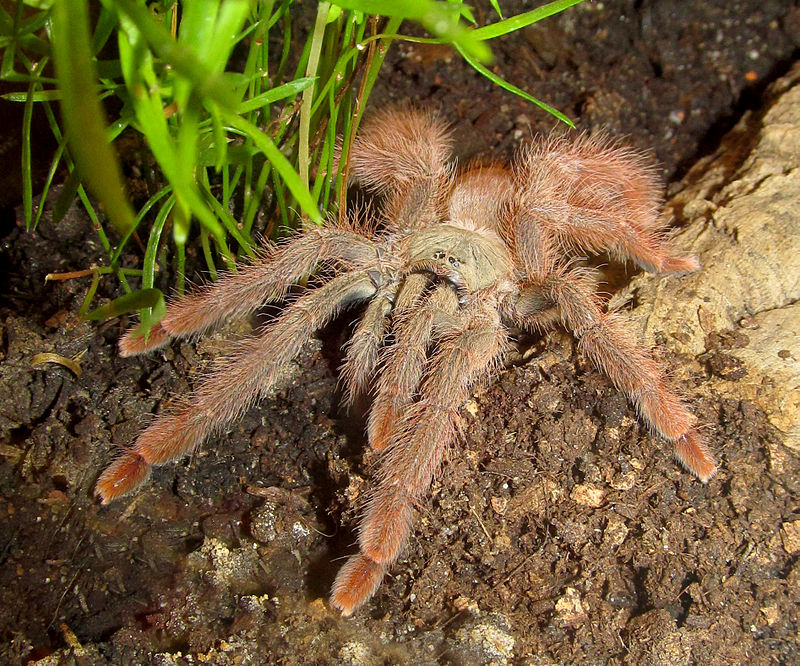 фото из Интернета 